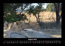 Löwen in der Wildnis Fotokalender 2026 - 8