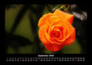 Blumenträume Fotokalender 2026 - 9