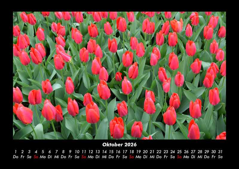 Blumenträume Fotokalender 2026 - 10