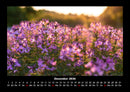 Blumenträume Fotokalender 2026 - 12