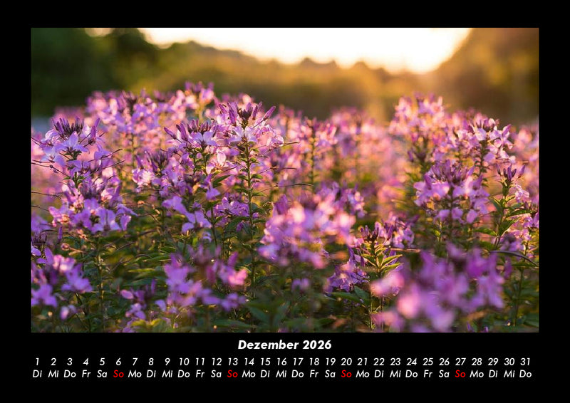 Blumenträume Fotokalender 2026 - 12