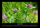 Blumenträume Fotokalender 2026 - 1