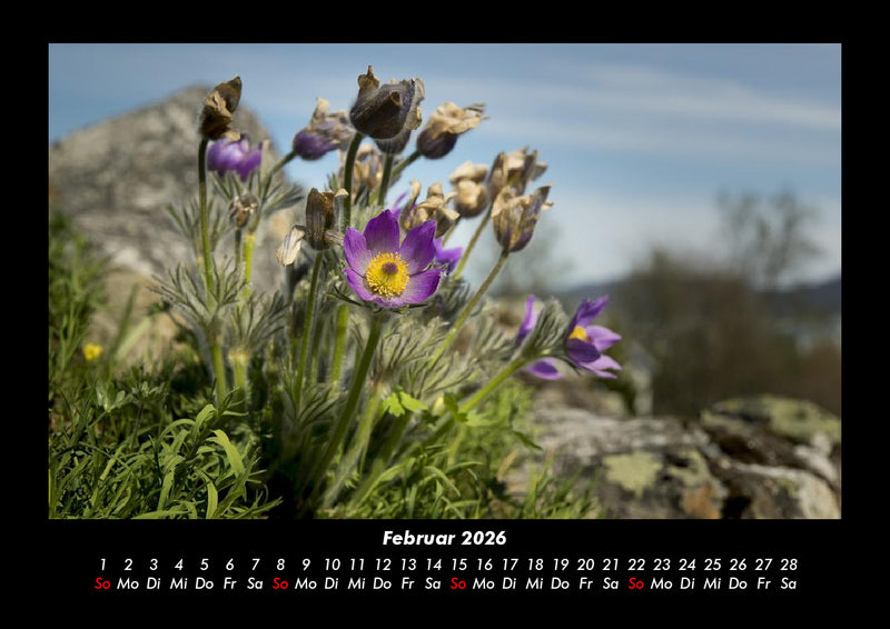 Blumenträume Fotokalender 2026 - 2