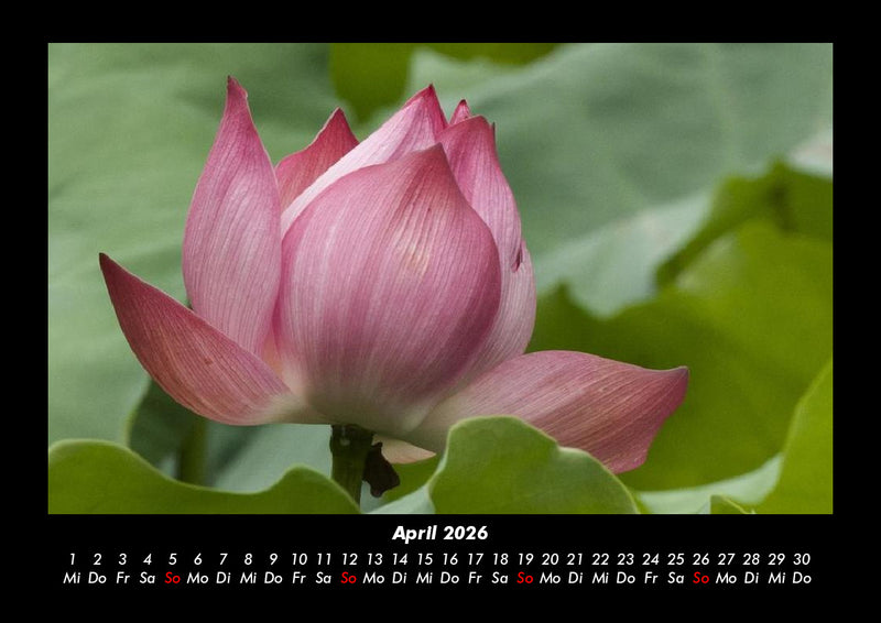 Blumenträume Fotokalender 2026 - 4
