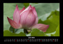 Blumenträume Fotokalender 2026 - 6