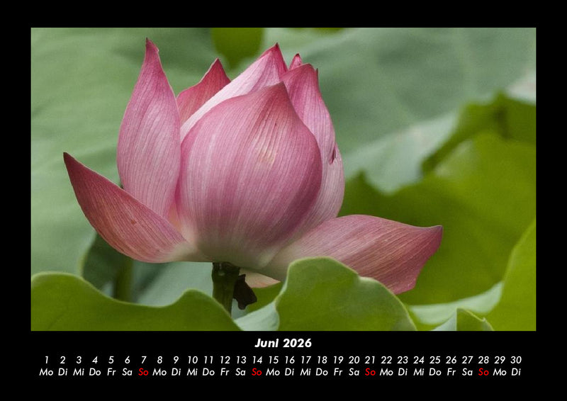 Blumenträume Fotokalender 2026 - 6