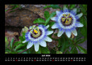 Blumenträume Fotokalender 2026 - 7