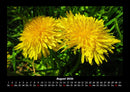 Blumenträume Fotokalender 2026 - 8