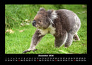 Koala Fotokalender 2026 - 12