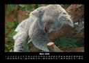Koala Fotokalender 2026 - 3