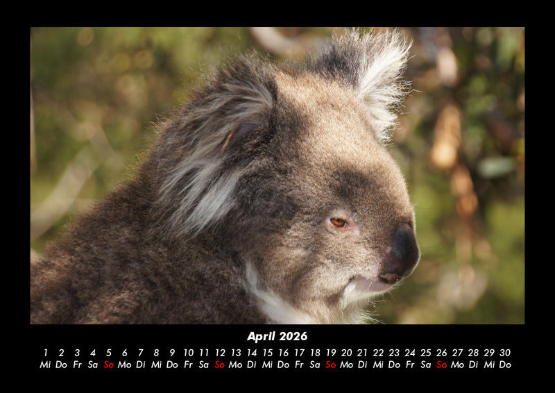 Koala Fotokalender 2026 - 4