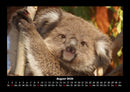 Koala Fotokalender 2026 - 8