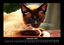 Für Katzenfreunde Fotokalender 2026 - 9