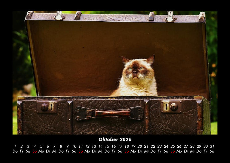 Für Katzenfreunde Fotokalender 2026 - 10