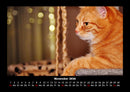 Für Katzenfreunde Fotokalender 2026 - 11