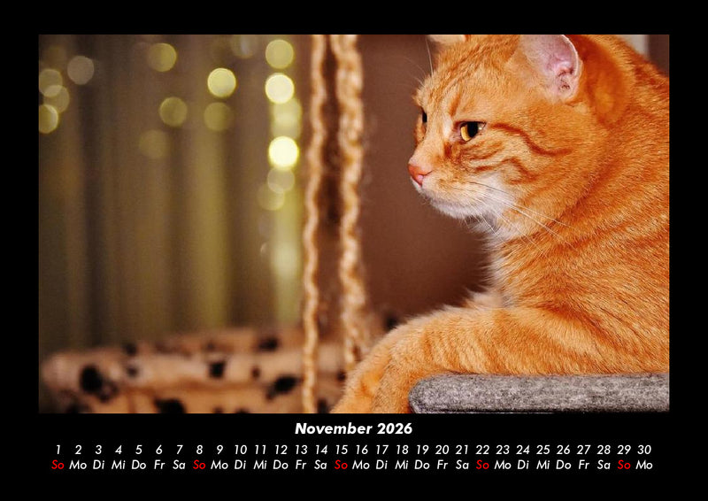 Für Katzenfreunde Fotokalender 2026 - 11