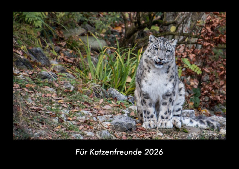 Für Katzenfreunde Fotokalender 2026 - Hauptbild