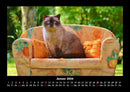 Für Katzenfreunde Fotokalender 2026 - 1