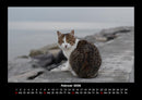 Für Katzenfreunde Fotokalender 2026 - 2