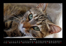 Für Katzenfreunde Fotokalender 2026 - 5