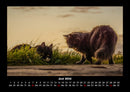 Für Katzenfreunde Fotokalender 2026 - 6
