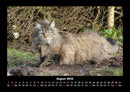 Für Katzenfreunde Fotokalender 2026 - 8