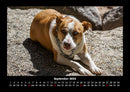 Hundezauber Fotokalender 2026 - 9
