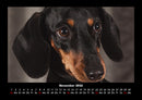 Hundezauber Fotokalender 2026 - 11
