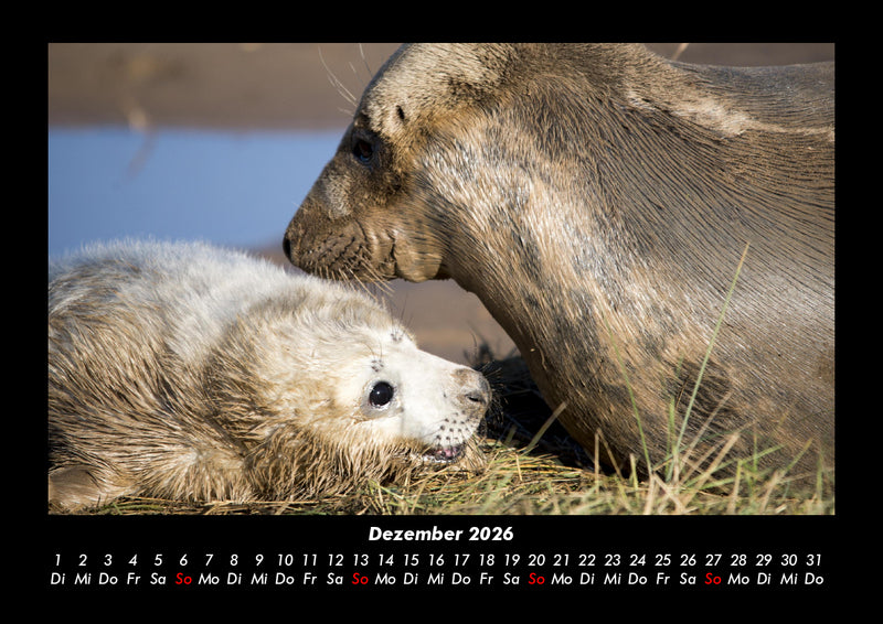 Hundezauber Fotokalender 2026 - 12