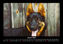 Hundezauber Fotokalender 2026 - 1