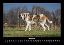 Hundezauber Fotokalender 2026 - 3