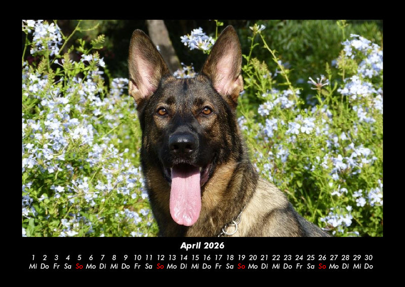 Hundezauber Fotokalender 2026 - 4