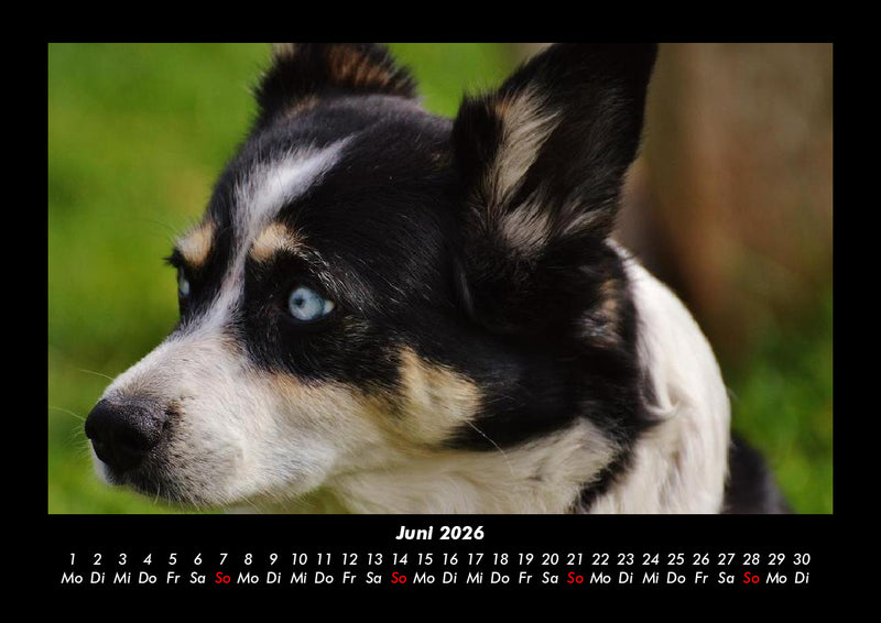 Hundezauber Fotokalender 2026 - 6
