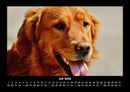 Hundezauber Fotokalender 2026 - 7