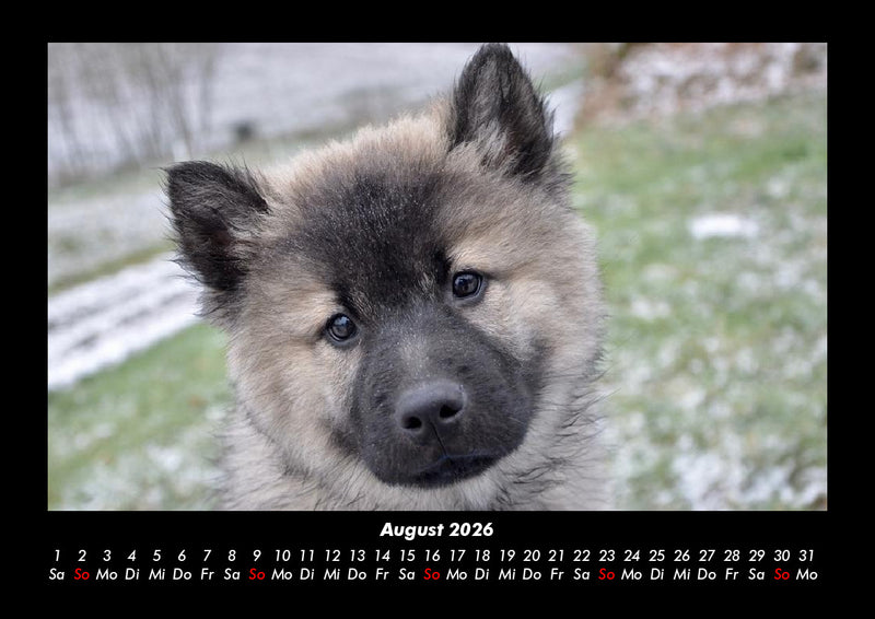 Hundezauber Fotokalender 2026 - 8