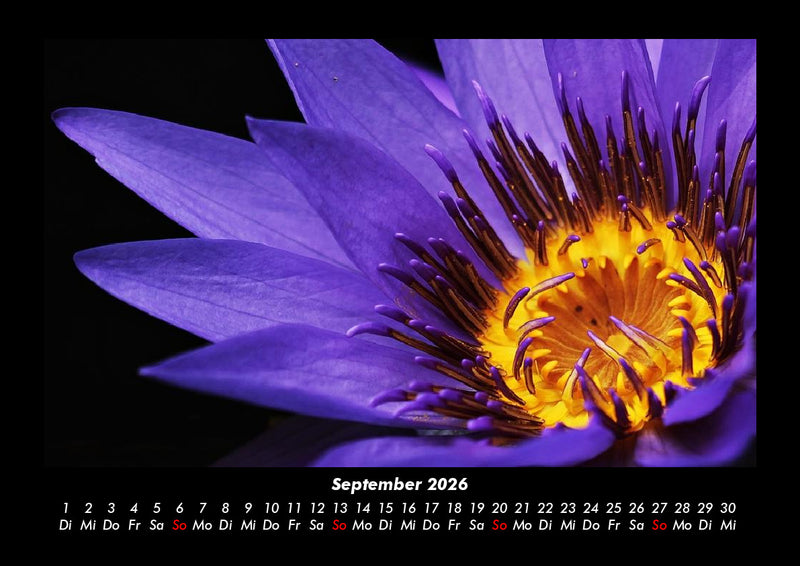 Rosen-Kalender Fotokalender 2026 - 9
