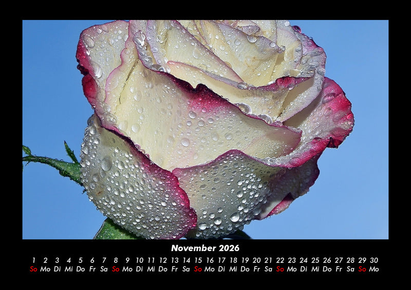 Rosen-Kalender Fotokalender 2026 - 11