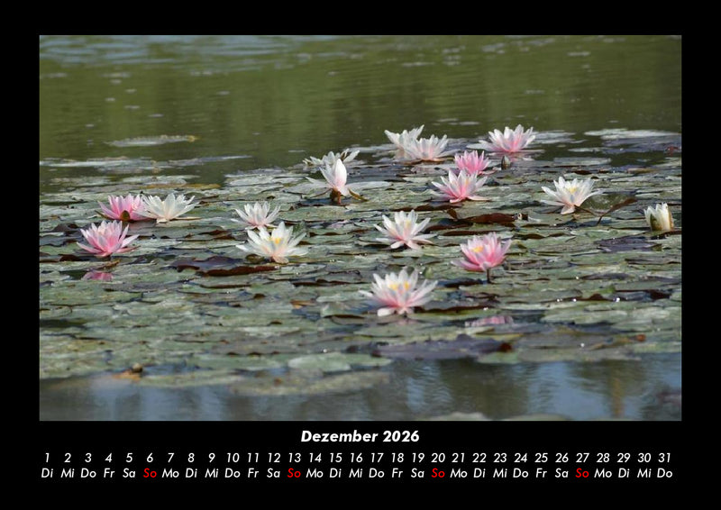 Rosen-Kalender Fotokalender 2026 - 12