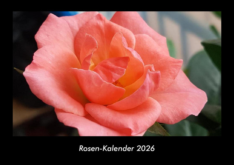 Rosen-Kalender Fotokalender 2026 - Hauptbild
