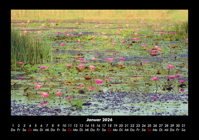 Rosen-Kalender Fotokalender 2026 - 1