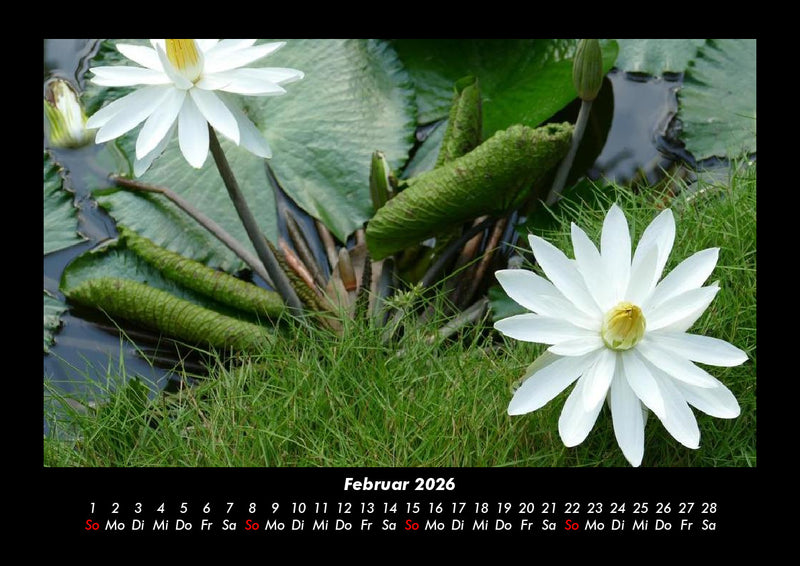 Rosen-Kalender Fotokalender 2026 - 2