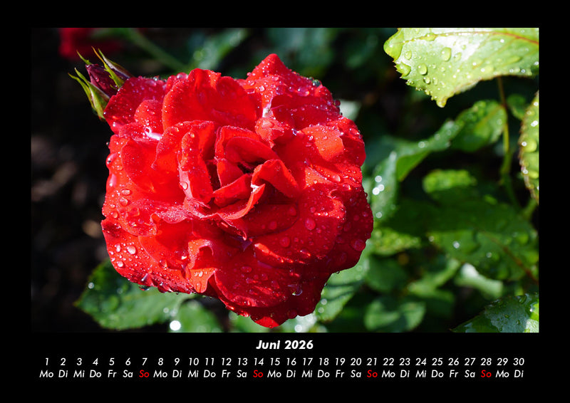 Rosen-Kalender Fotokalender 2026 - 6