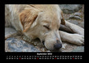 Der Hundekalender Fotokalender 2026 - 9
