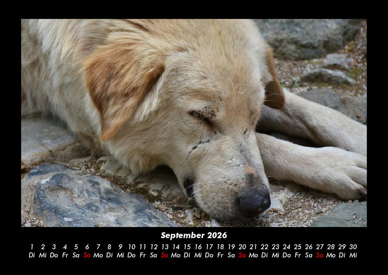 Der Hundekalender Fotokalender 2026 - 9