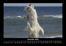 Der Hundekalender Fotokalender 2026 - 12