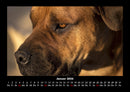 Der Hundekalender Fotokalender 2026 - 1
