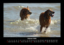Der Hundekalender Fotokalender 2026 - 2
