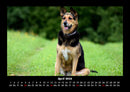 Der Hundekalender Fotokalender 2026 - 4