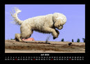 Der Hundekalender Fotokalender 2026 - 7