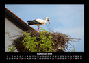 Welt der Vögel Fotokalender 2026 - 9